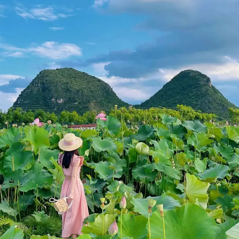 【與荷相遇，普彌有約】云南文山“普者黑”看荷花、“三生三世”、柳葉小舟打水戰、釣龍蝦、彌勒東風韻、紅酒莊園品紅酒、采摘水果、彌勒泡溫泉、佛城商都多巴胺體驗5天4-8人精致小團